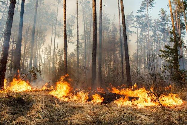 В Нижегородской области дроны помогают предотвращать лесные пожары
