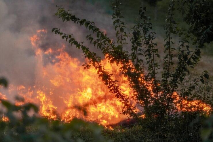 Разработка резидента технопарка «Якутия» в пять раз ускорила поиск лесных пожаров