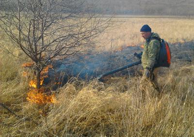 С начала 2017 года в РФ произошло 438 лесных пожаров