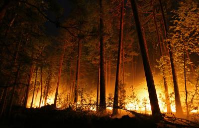 Более 40% лесных пожаров в Подмосковье обнаружено с помощью видеонаблюдения