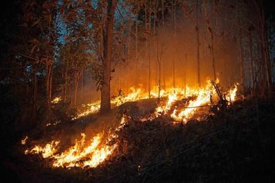 На территории РФ зарегистрировано 39 очагов лесных пожаров