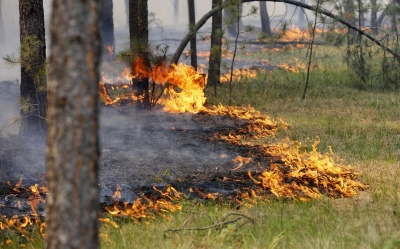Амурская область и Якутия получили 150 млн рублей для защиты от лесных пожаров