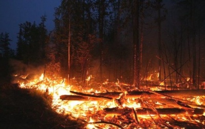 Госдума утвердила штрафы за непредставление данных о пожарной опасности в лесах