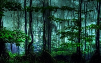 Финансирование лесного хозяйства увеличат на 4,3 млрд рублей