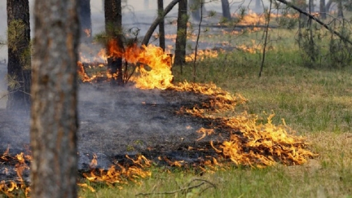 Площадь природных пожаров в России приближается к 2 млн гектаров