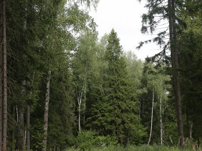 Видеонаблюдение за лесами Подмосковья позволило выявить 40% пожаров