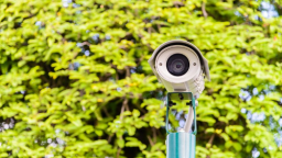 22,8 млн рублей выделил Красноярский парк флоры и фауны «Роев ручей» на монтаж системы видеонаблюдения