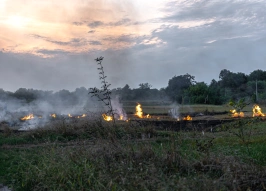 Площадь лесных пожаров за год сократилась вдвое: как это связано с использованием ИИ и БПЛА?