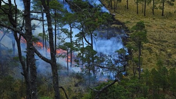 Александр Чуприян доложил Владимиру Путину об обстановке с пожарами в России