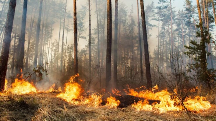Совет Федерации одобрил законопроект о совершенствовании охраны лесов от пожаров