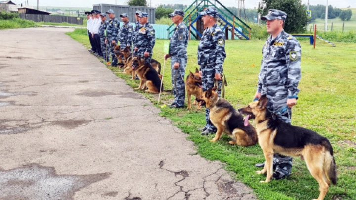 Подразделения транспортной безопасности будут использовать служебных собак для досмотра
