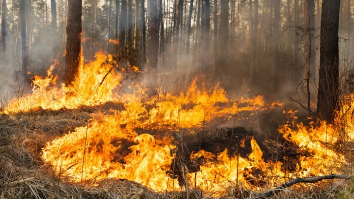 С 1 января 2024 года начнет действовать новый порядок реагирования на природные пожары