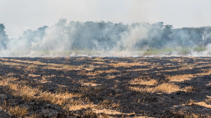 Разработана первая в России интерактивная карта торфяного пожара