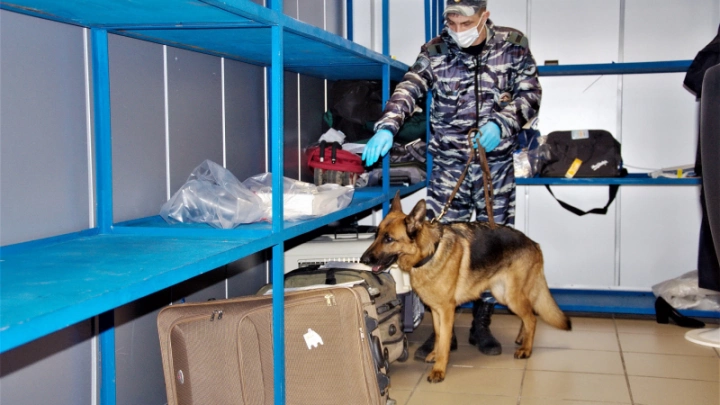 Минтранс разработал порядок использования служебных собак для защиты объектов транспортной инфраструктуры