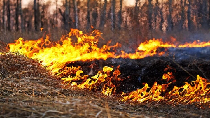 56 сводных планов тушения лесных пожаров в регионах согласовал Рослесхоз