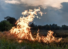 В лесах Саратовской области будут работать 40 камер видеонаблюдения