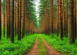 В Московской области внедрили нейросети для раннего обнаружения лесных пожаров