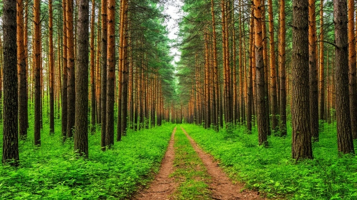 В Московской области внедрили нейросети для раннего обнаружения лесных пожаров