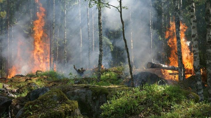 2,5 млрд рублей направят на борьбу с лесными пожарами в регионах