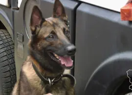 Росгвардия и транспортная полиция отработали поиск взрывчатки на вокзале Волгограда