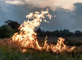 В лесах Саратовской области будут работать 40 камер видеонаблюдения