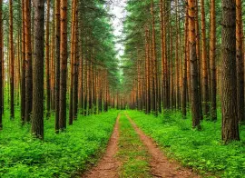 В Московской области внедрили нейросети для раннего обнаружения лесных пожаров