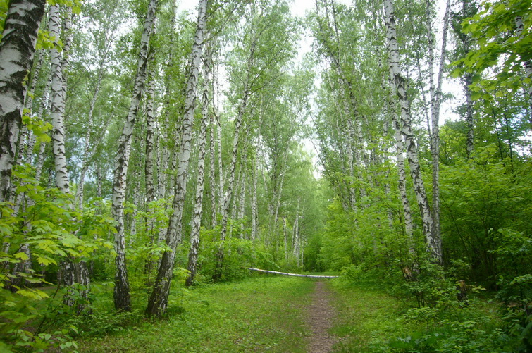 Воронежские леса к началу летнего сезона дооборудуют камерами видеонаблюдения